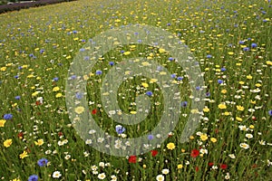 Spring field in UK countryside