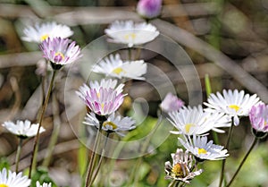 Spring field of white fresh daisies