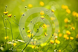 A spring field of wild buttercups photo