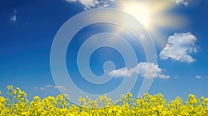 Spring field of yellow flowers, blue sky, sunny day