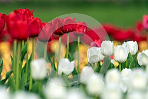 Spring fields of blooming tulip. Beauty outdoor scene