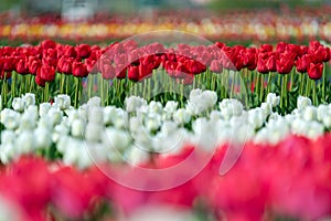 Spring fields of blooming tulip. Beauty outdoor scene