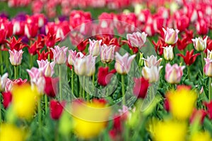 Spring fields of blooming tulip. Beauty outdoor scene