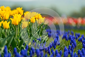 Spring fields of blooming tulip. Beauty outdoor scene