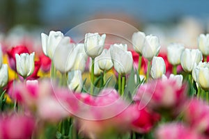 Spring fields of blooming tulip. Beauty outdoor scene