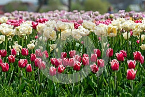 Spring fields of blooming tulip. Beauty outdoor scene