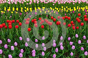 Spring fields of blooming tulip. Beauty outdoor scene