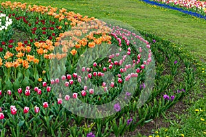 Spring fields of blooming tulip. Beauty outdoor scene