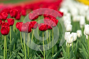 Spring fields of blooming tulip. Beauty outdoor scene