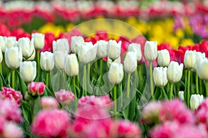 Spring fields of blooming tulip. Beauty outdoor scene