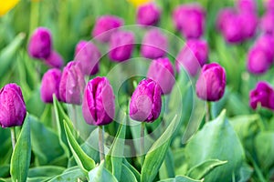 Spring fields of blooming tulip. Beauty outdoor scene