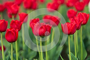 Spring fields of blooming tulip. Beauty outdoor scene