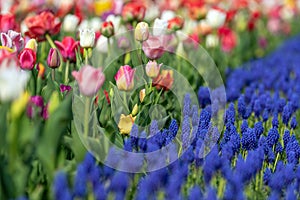 Spring fields of blooming tulip. Beauty outdoor scene