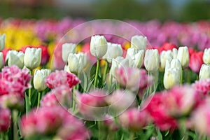 Spring fields of blooming tulip. Beauty outdoor scene