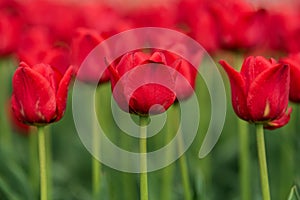 Spring fields of blooming tulip. Beauty outdoor scene