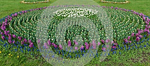 Spring fields of blooming tulip. Beauty outdoor scene