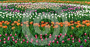 Spring fields of blooming tulip. Beauty outdoor scene