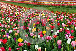 Spring fields of blooming tulip. Beauty outdoor scene