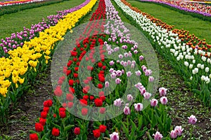 Spring fields of blooming tulip. Beauty outdoor scene