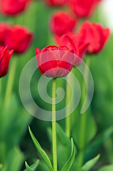 Spring fields of blooming tulip. Beauty outdoor scene