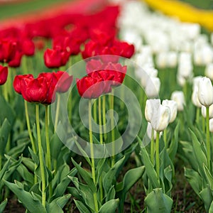 Spring fields of blooming tulip. Beauty outdoor scene