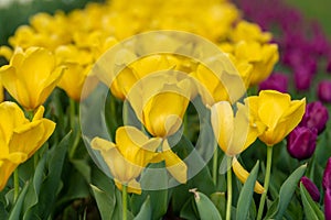 Spring fields of blooming tulip. Beauty outdoor scene