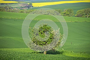 Spring fields in Czech Republic and big tree