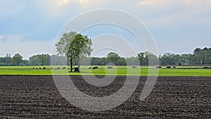 Spring fields and meadows in the flemsh countryside