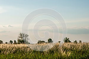 Spring fields, meadows and trees before sunset