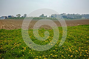 Spring fields panorama landscape with fresh green grass and