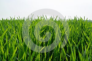 Spring fields panorama landscape with fresh green grass