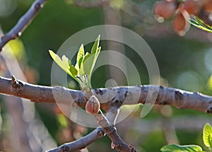 Spring fig tree