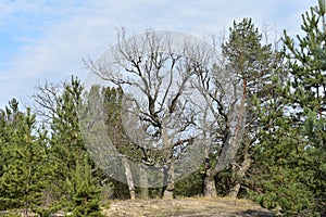 Spring in the fireplace in the pine tree forest