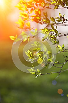 Spring first flowers. Blooming landscape, background in springti
