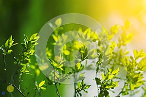 Spring first flowers. Blooming landscape, background in springti