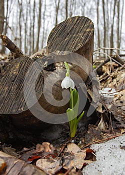 Spring. the first flowers are snowdrops