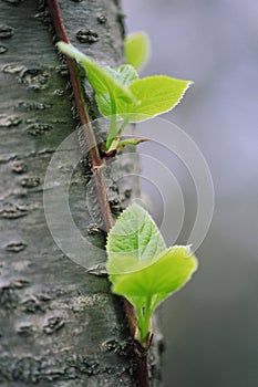 Spring. the first leaves appear from the budding buds