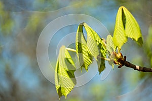 Spring.The first leaves and buds on a tree branch close-up, on a blurred background. Soft focus. Copy space. Natural background