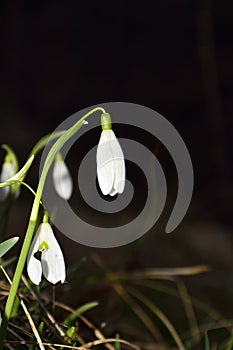 The spring of the first snowdrops in the forest