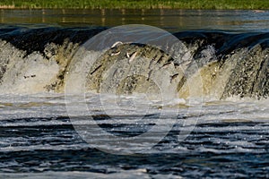 In the spring, fish fly or jump in Europe`s widest waterfall