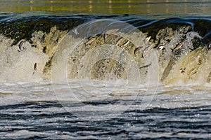 In the spring, fish fly or jump in Europe`s widest waterfall