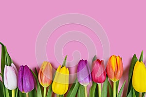 Spring flat lay background with colorful tulip flowers in a row with blank light pink copy space above
