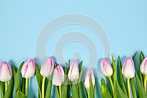 Spring flat lay background with white tulip flowers with pink tips in a row with blank light blue copy space above