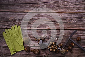 Spring flat lay photo with flower onions, gardening gloves on wooden background. Layout with free text copy