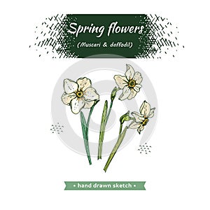 Spring flawers, daffodils. Detailed hand-drawn sketches, vector photo