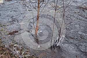 Spring flood. Rushing water in the river, top view. Dark ferrous water rushes in the stream. A yellow-white foam