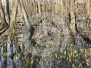 The spring flood in the Solnechnaya Park in April. Moscow region, Balashikha city