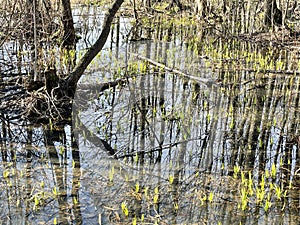 The spring flood in the Solnechnaya Park in April. Moscow region, Balashikha city.