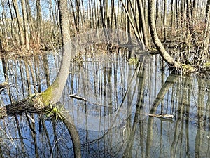 The spring flood in the Solnechnaya Park in April. Moscow region, Balashikha city