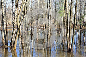 Spring flooding in the forest